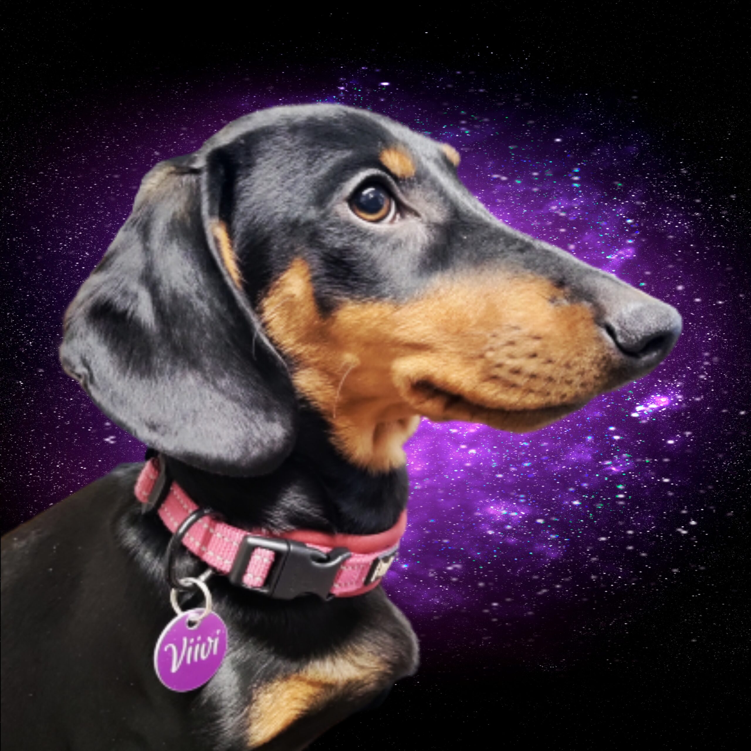 Lemmikin nimikyltti. Kyltin materiaali alumiini.